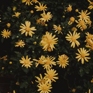 Yellow profile wallpaper