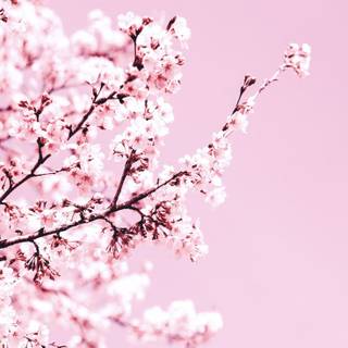 Cherry Blossom iPhone 11 wallpaper