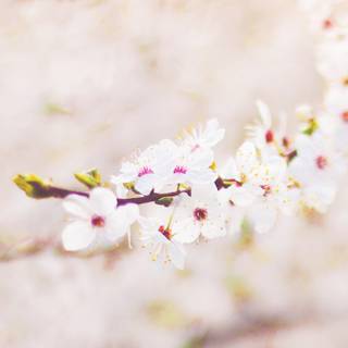 Cherry Blossom iPhone 11 wallpaper
