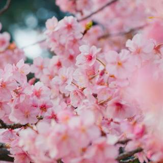 Cherry Blossom iPhone 11 wallpaper