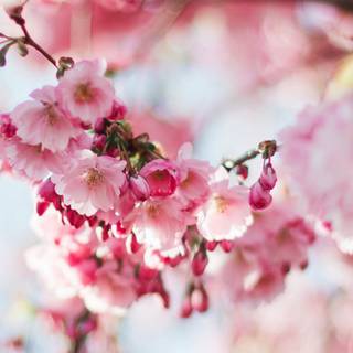 Cherry Blossom iPhone 11 wallpaper