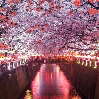 Cherry Blossom iPhone 11 wallpaper