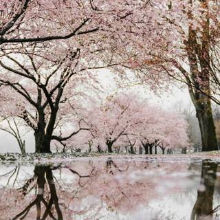 Cherry Blossom iPhone 11 wallpaper