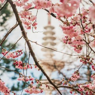 Cherry Blossom iPhone 11 wallpaper