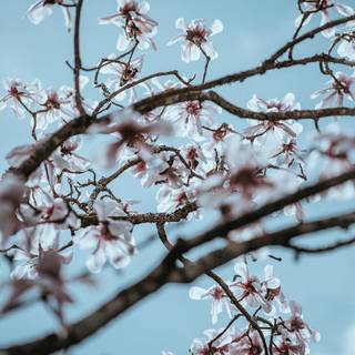 Cherry Blossom iPhone 11 wallpaper