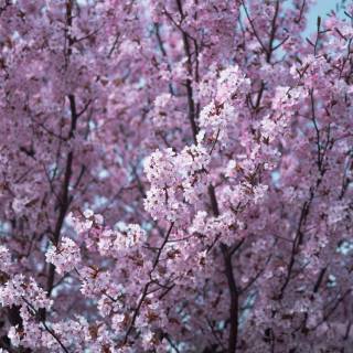 Cherry Blossom iPhone 11 wallpaper