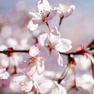 Cherry Blossom iPhone 11 wallpaper