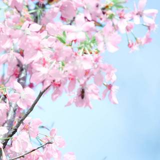 Cherry Blossom iPhone 11 wallpaper