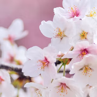 Cherry Blossom iPhone 11 wallpaper