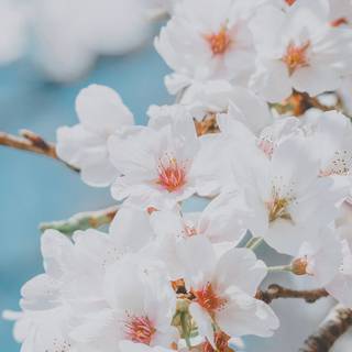 Cherry Blossom iPhone 11 wallpaper