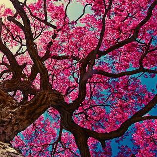 Cherry Blossom iPhone 11 wallpaper