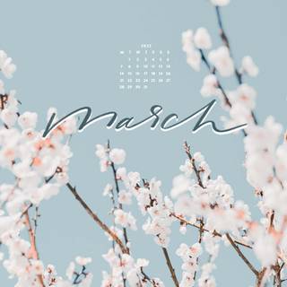 Cherry Blossom iPhone 11 wallpaper