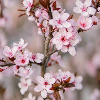 Cherry Blossom iPhone 11 wallpaper