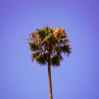 Phone clean wallpaper