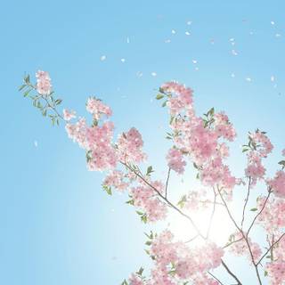 Cherry Blossom iPhone 11 wallpaper
