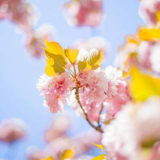 Cherry Blossom iPhone 11 wallpaper