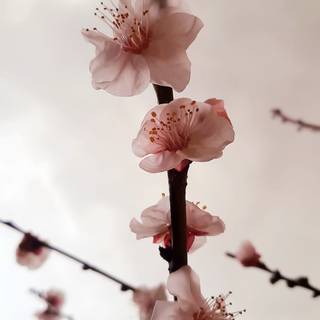 Cherry Blossom iPhone 11 wallpaper