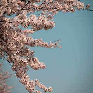 Cherry Blossom iPhone 11 wallpaper