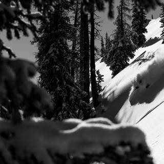 Marcus Caston wallpaper