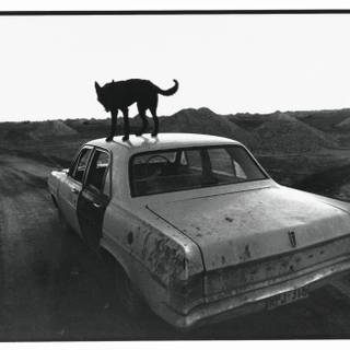 Wim Wenders wallpaper