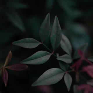 Dark ultrawide wallpaper