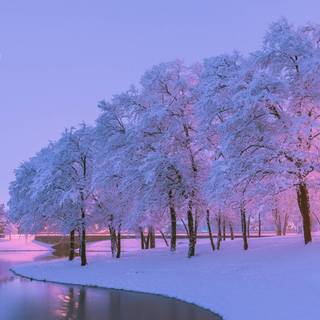 Purple winter aesthetic wallpaper