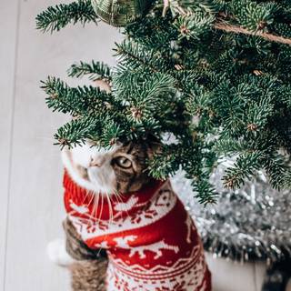 iPhone X Xmas wallpaper