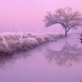 Pink lake winter wallpaper