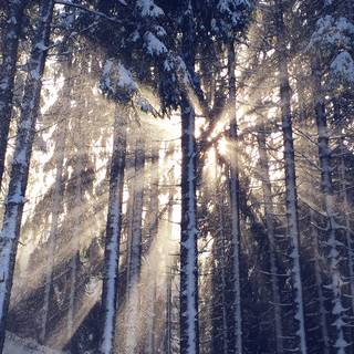 Winter iPhone 8 Plus wallpaper