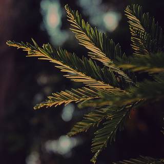 Winter iPhone 8 Plus wallpaper