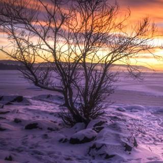 Winter iPhone 8 Plus wallpaper