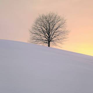 Winter iPhone 8 Plus wallpaper