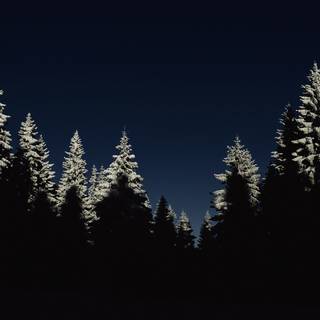 Winter iPhone 8 Plus wallpaper