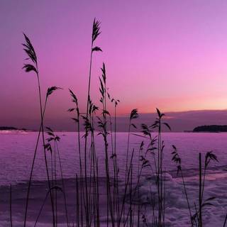 Pink lake winter wallpaper