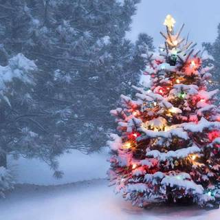 Snowy Xmas tree wallpaper