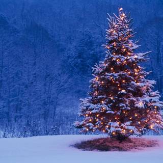 Snowy Xmas tree wallpaper