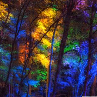 Rainbow forest wallpaper