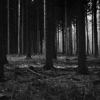 Scary jungle wallpaper