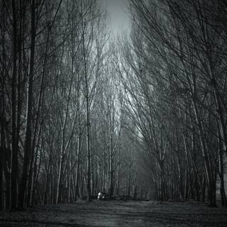 Scary jungle wallpaper