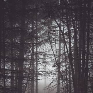 Scary jungle wallpaper