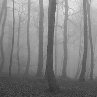 Scary jungle wallpaper