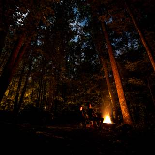 Scary jungle wallpaper