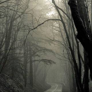 Scary jungle wallpaper