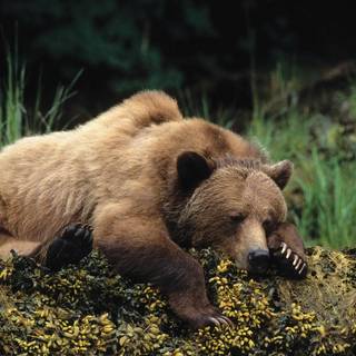 Sleeping bear wallpaper