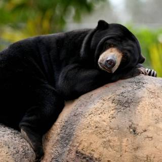 Sleeping bear wallpaper