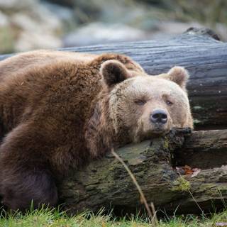 Sleeping bear wallpaper