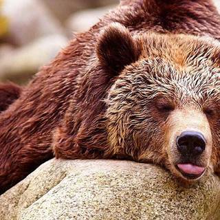 Sleeping bear wallpaper