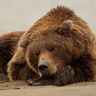 Sleeping bear wallpaper