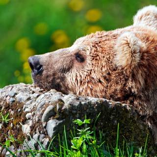 Sleeping bear wallpaper