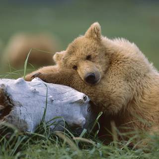 Sleeping bear wallpaper